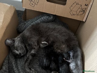 Russian Blue cats - Advert 12