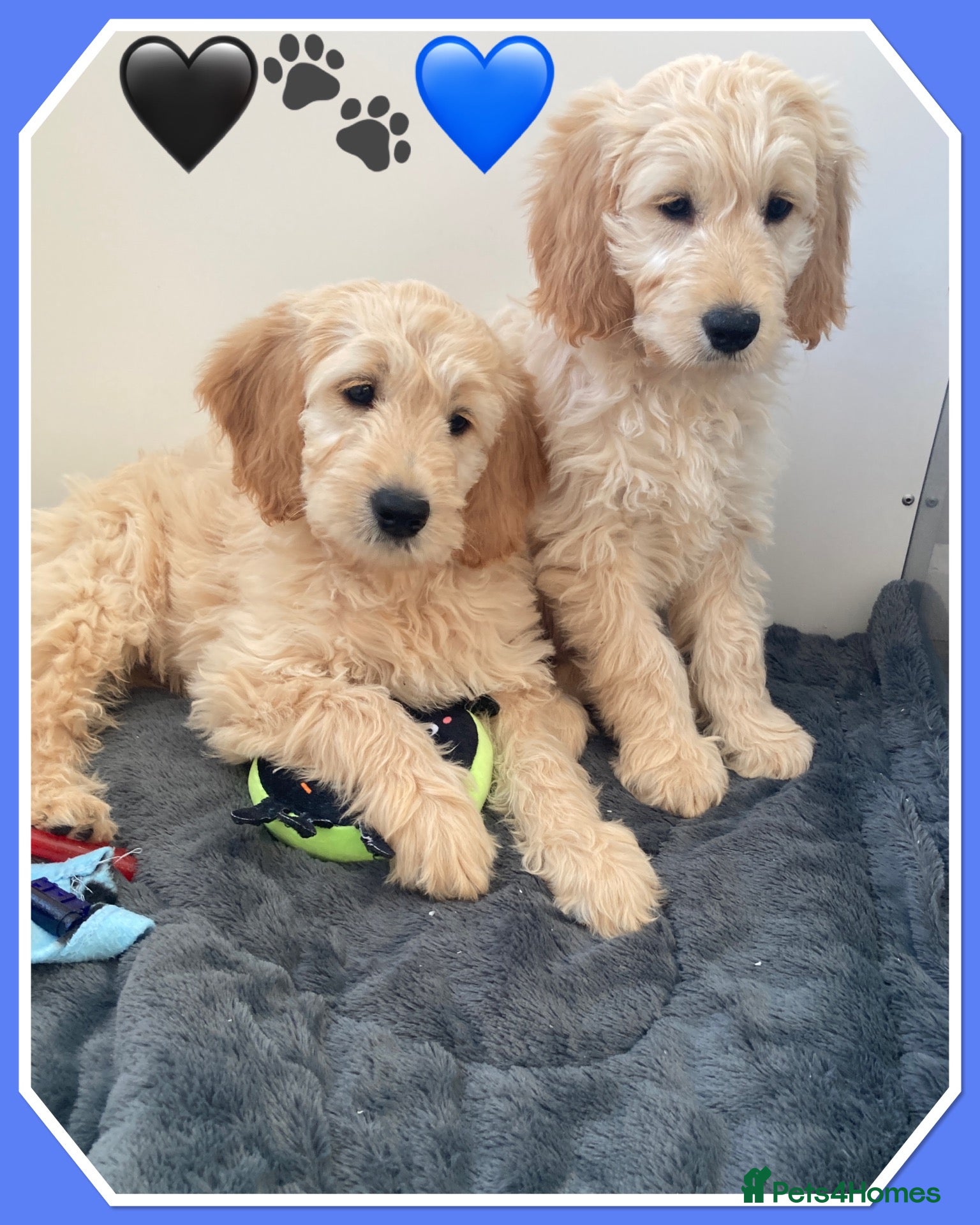 Mini Goldendoodle dogs for sale: JUST 2 F1 MINIATURE GOLDENDOODLES AVAILABLE 🐶 - Advert 20