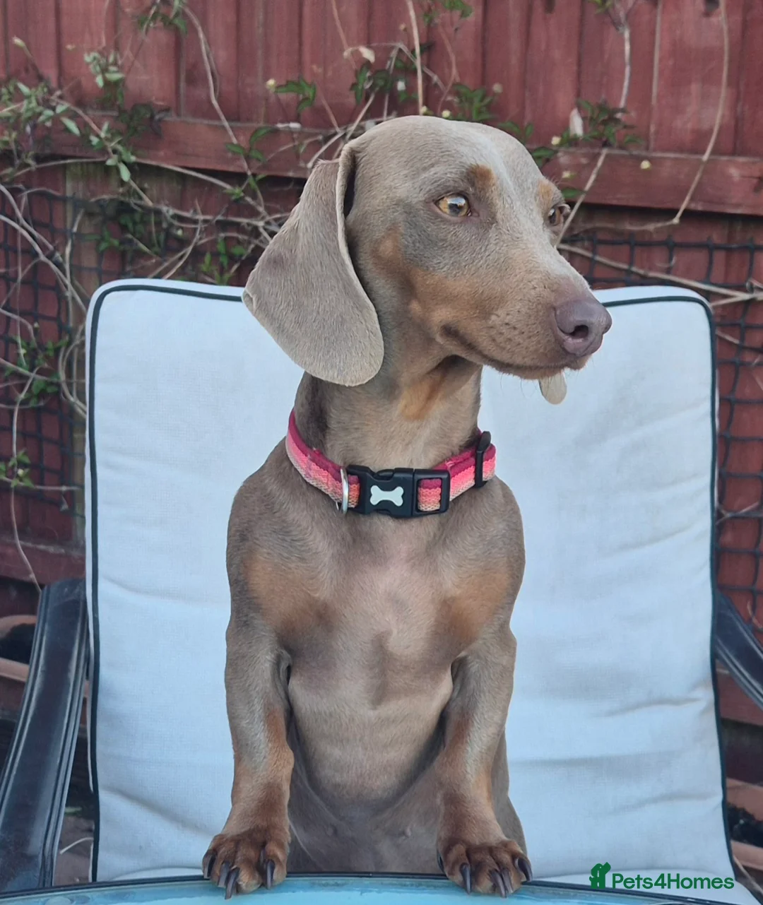 Dachshund dogs for sale: RE-HOMING - Advert 1