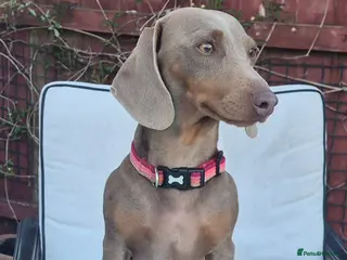 Dachshund dogs RE-HOMING - Advert 2