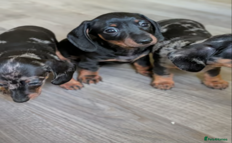 Miniature Dachshund dogs - Advert 1