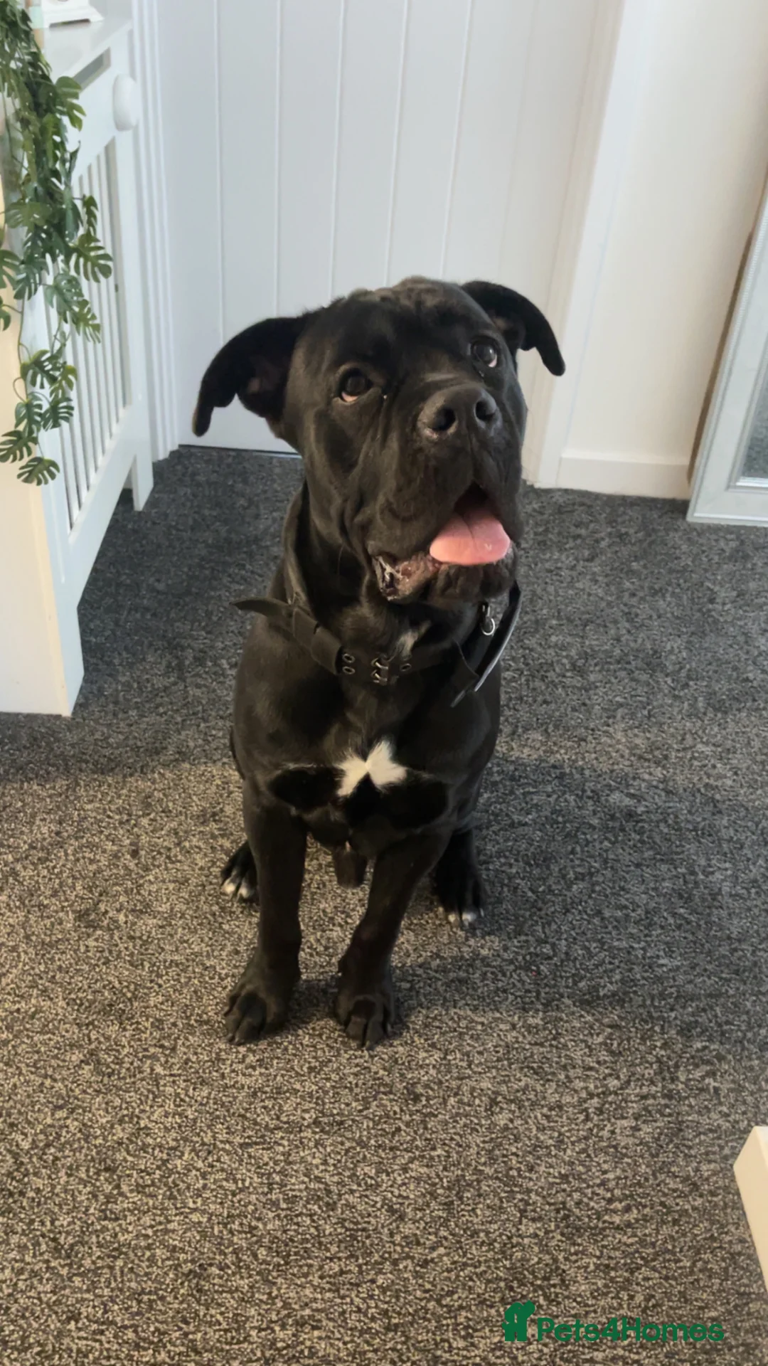 Cane Corso dogs for sale: Cane Corso boy  in Northampton - Advert 1