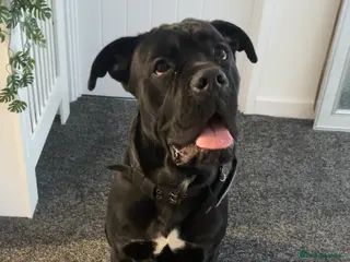 Cane Corso dogs Cane Corso boy - Advert 5