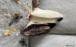Rat rodents for sale: Pair of 4 month old female rats - Image 8