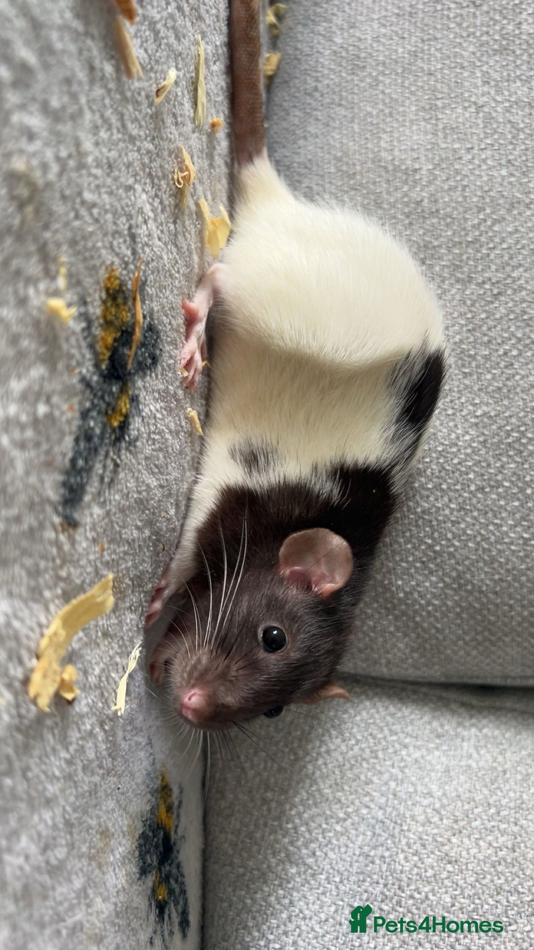 Rat rodents for sale: Pair of 4 month old female rats - Image 8