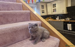 Scottish Fold cats for sale: 1 BSH Boy AVAILABLE. in Sheffield - Image 34