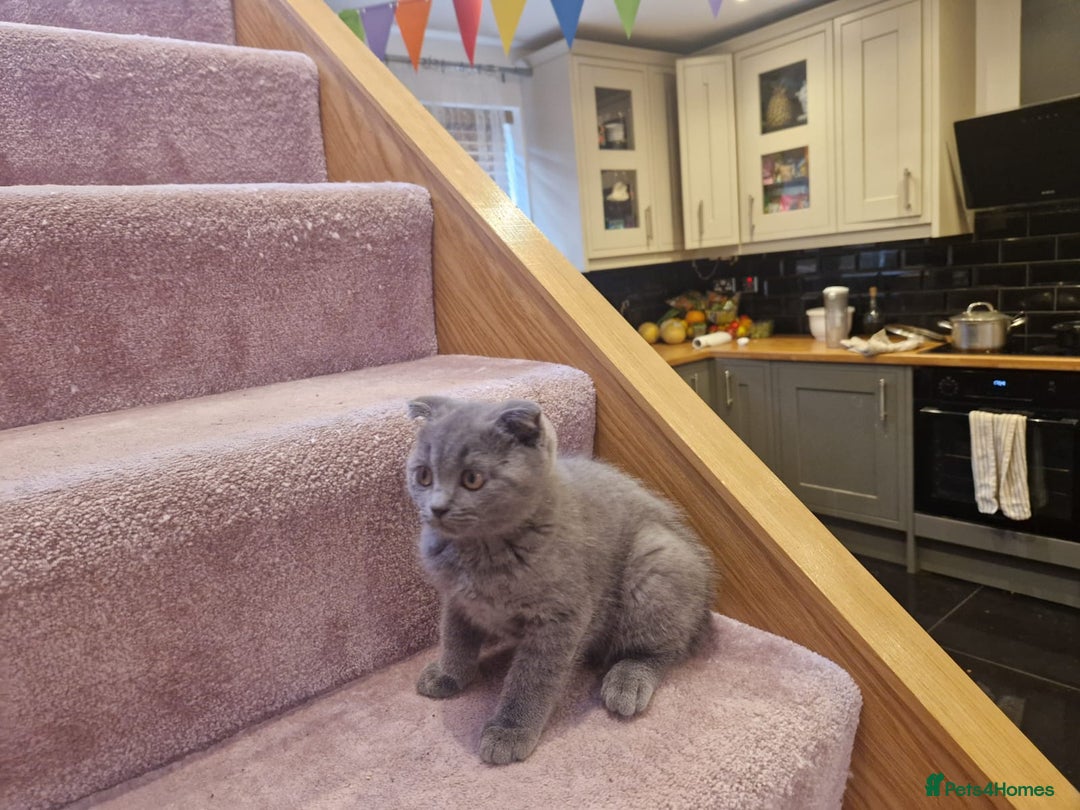 Scottish Fold cats for sale: 1 BSH Boy AVAILABLE. in Sheffield - Image 34