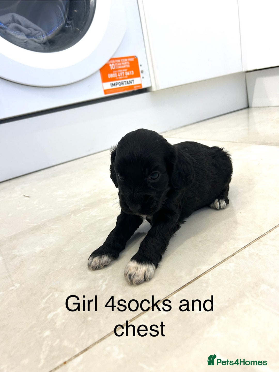 Cockapoo dogs for sale: Beautiful cockapoos  - Image 20