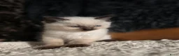 Ragdoll cats for sale: Beautiful Ragdoll Kittens - Advert 5