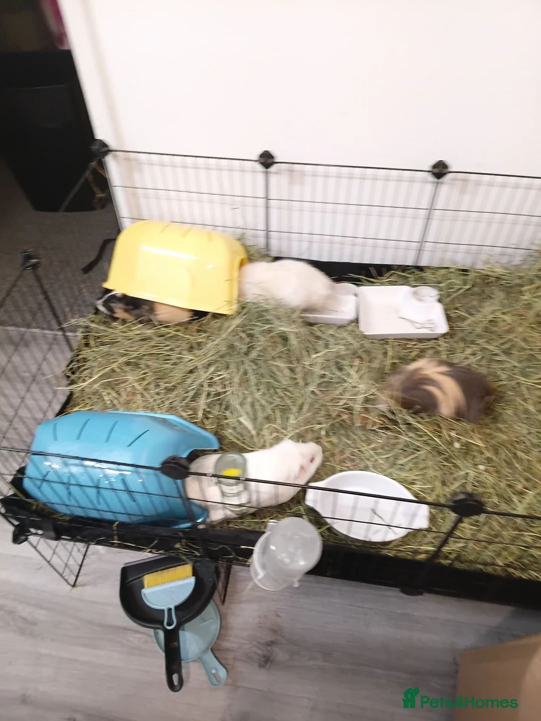 Guinea Pig rodents for sale: 4 Guinea Pigs in need of a new home - Advert 4