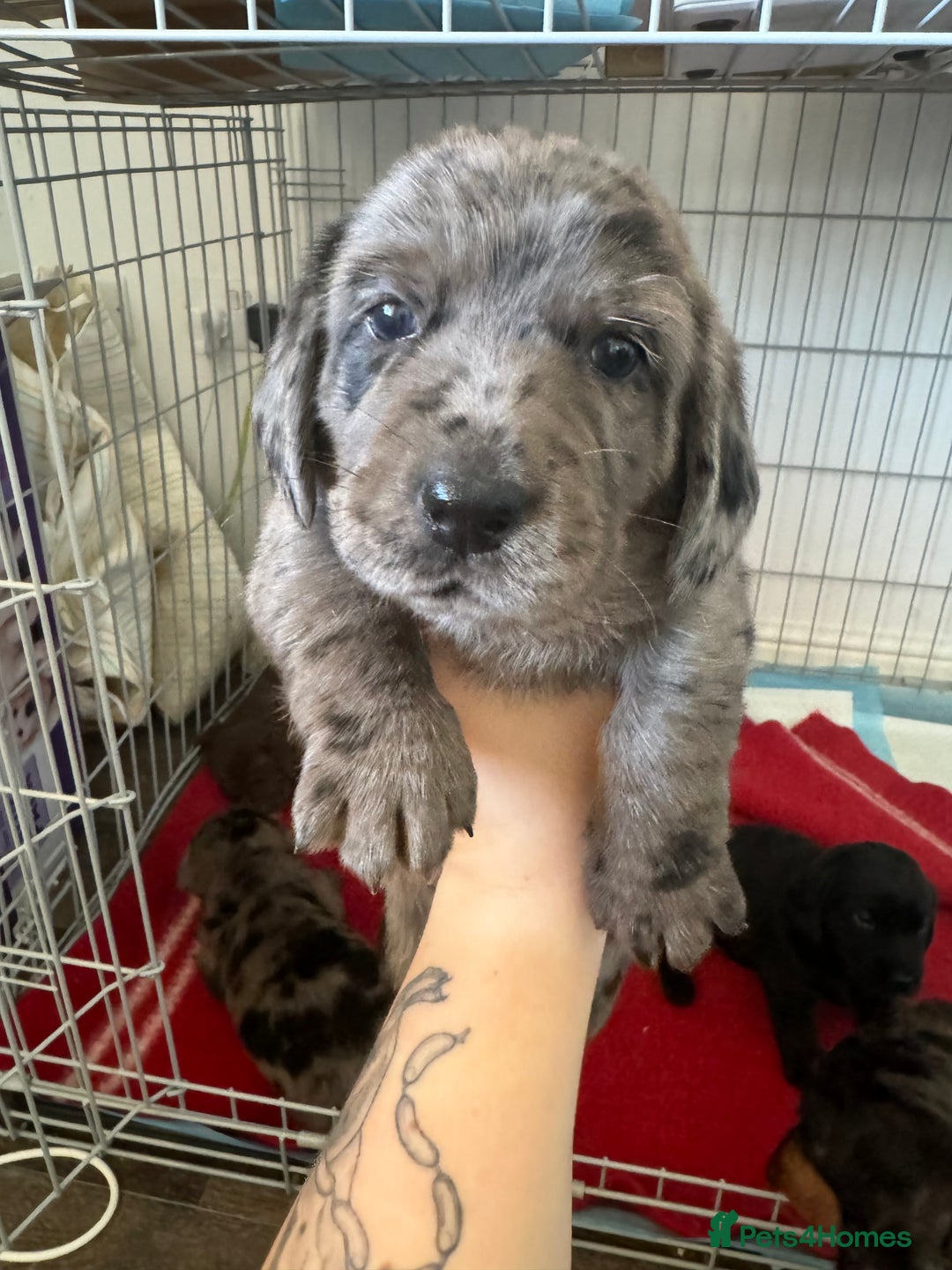 Mixed Breed dogs for sale: Dachshador puppies  - Image 4