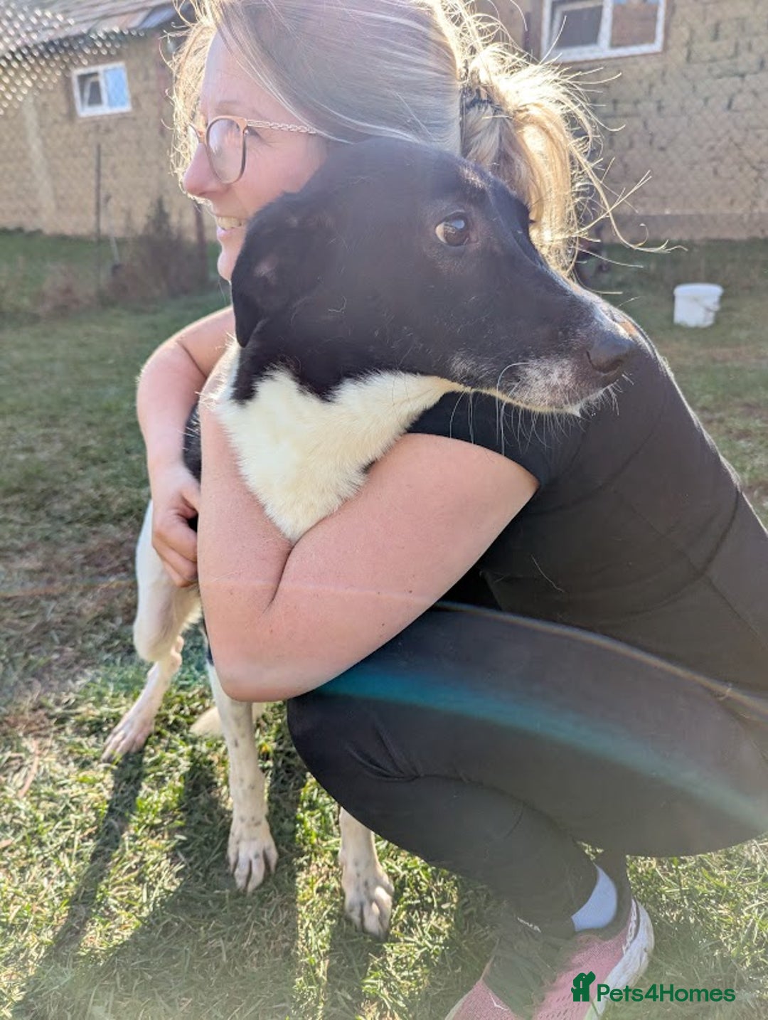 Mixed Breed dogs for adoption: Ferris for adoption - Image 2