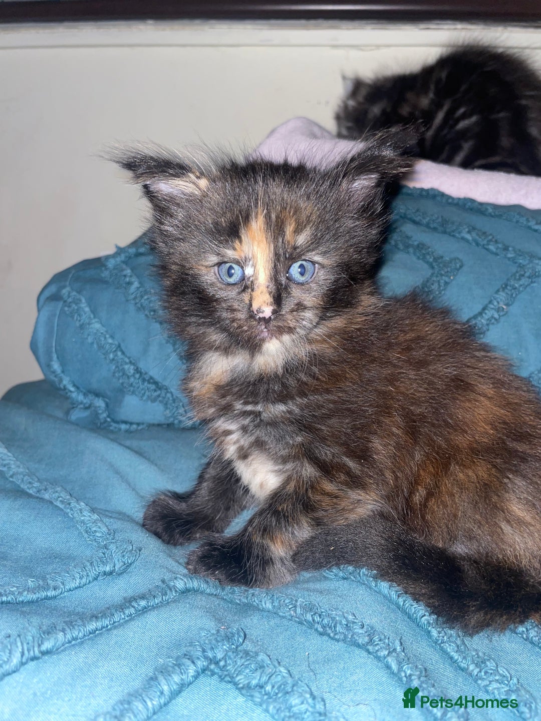 Maine Coon cats for sale: Maine coon kittens  - Advert 14