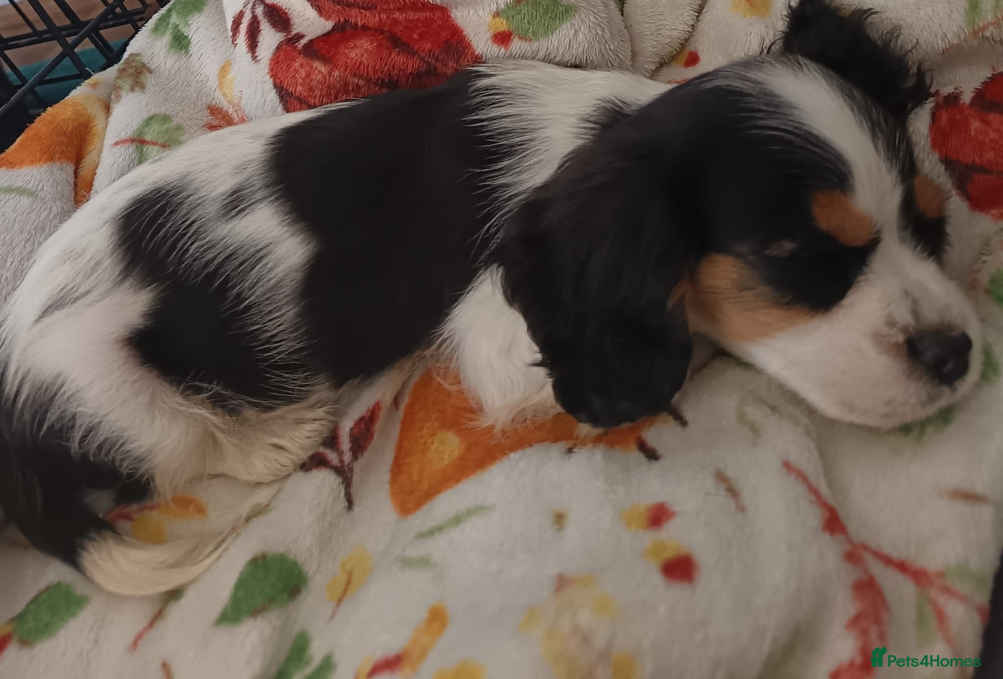 Mixed Breed dogs Last puppy ready now!! Cavalier Mix Breed pups - Advert 1
