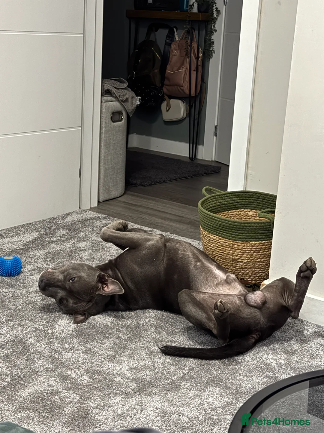 Staffordshire Bull Terrier dogs for sale: Monty 2 years old beautiful dog - Advert 6