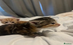 Mixed Breed cats for sale: 3 beautiful fluffy kittins  - Image 10