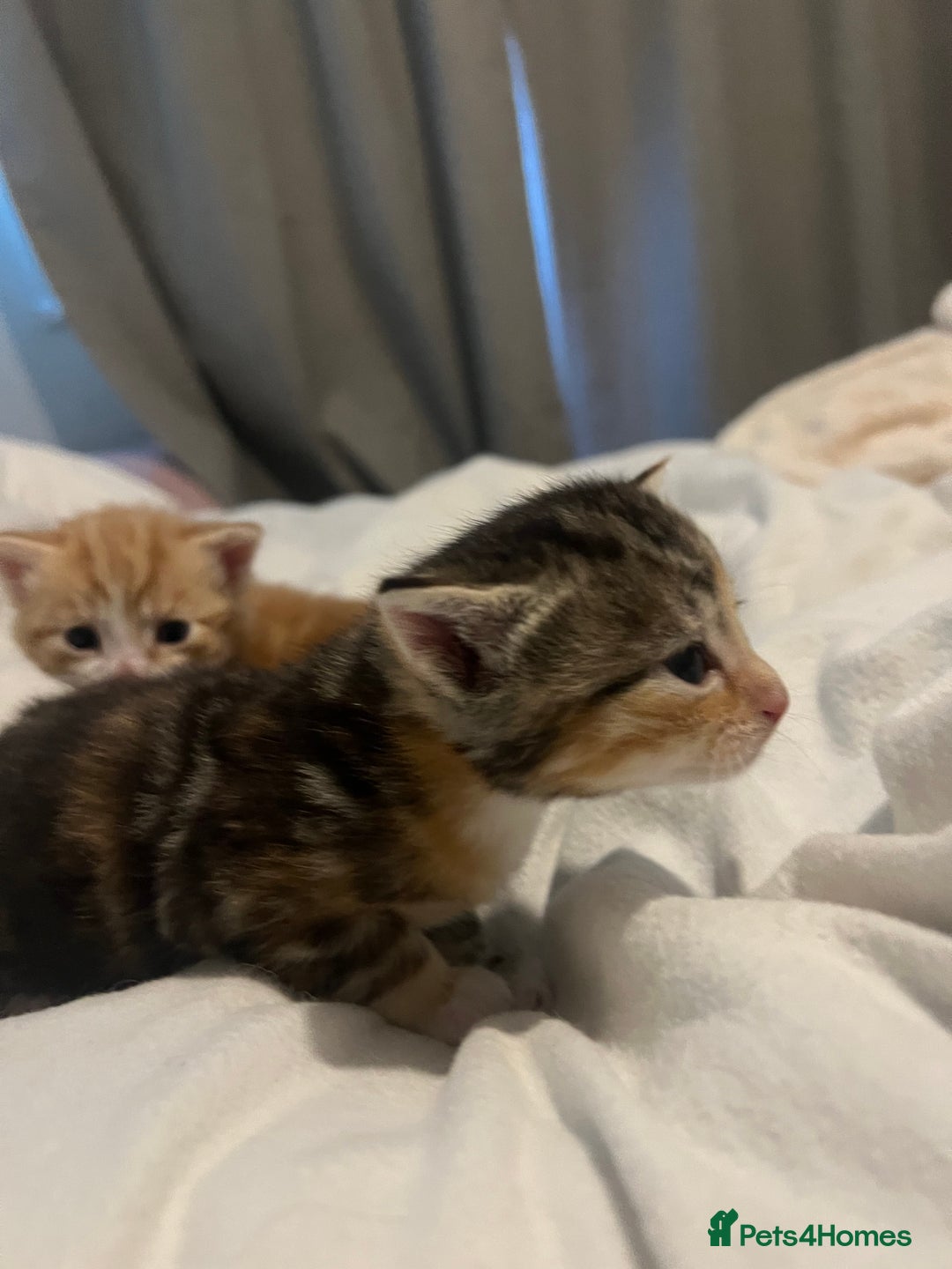 Mixed Breed cats for sale: 3 beautiful fluffy kittins  - Image 10