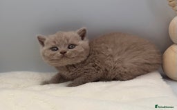 British Shorthair cats for sale: PEDIGREE REGISTERED CHUNKY BRITISH SHORTHAIRS  - Image 16