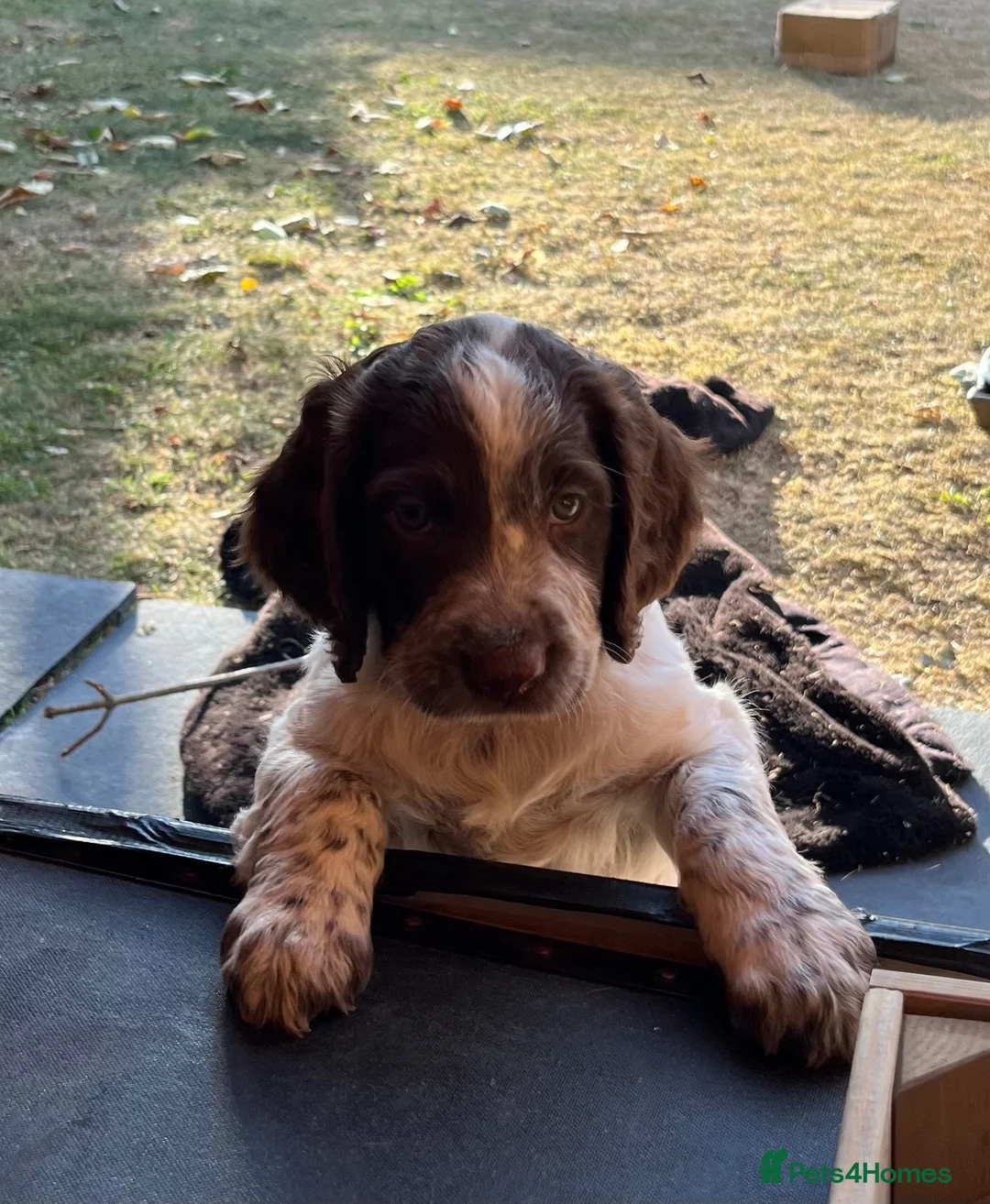Sprocker dogs for sale: Sprocker spaniel - Advert 2