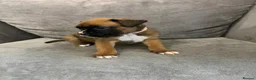 Boxer dogs for sale: Boxer puppies available to reserve  - Advert 5