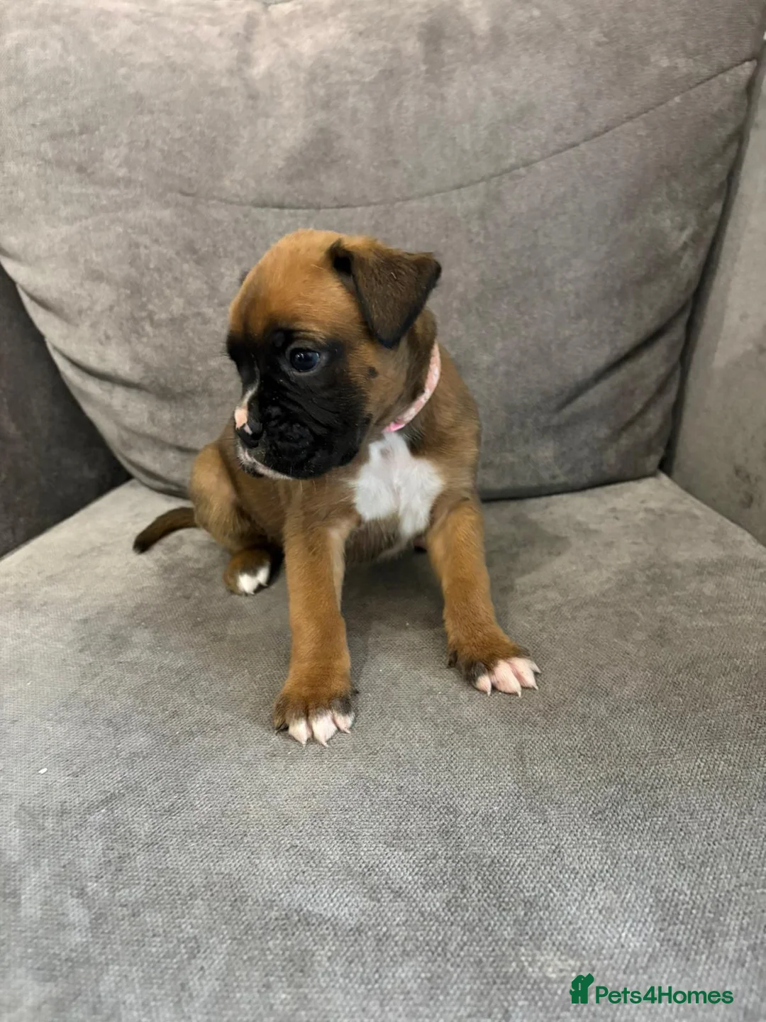 Boxer dogs for sale: Boxer puppies available to reserve  - Advert 5