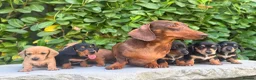 Miniature Dachshund dogs for sale: miniature dachshunds  - Advert 16