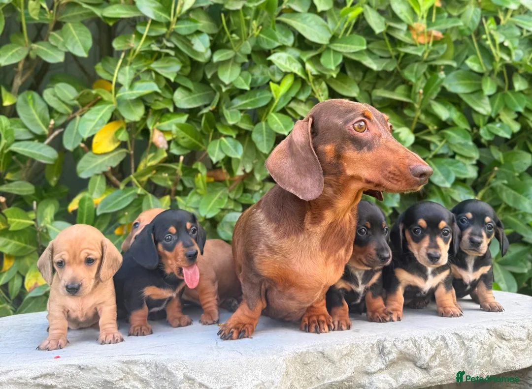 Miniature Dachshund dogs for sale: miniature dachshunds  - Advert 16