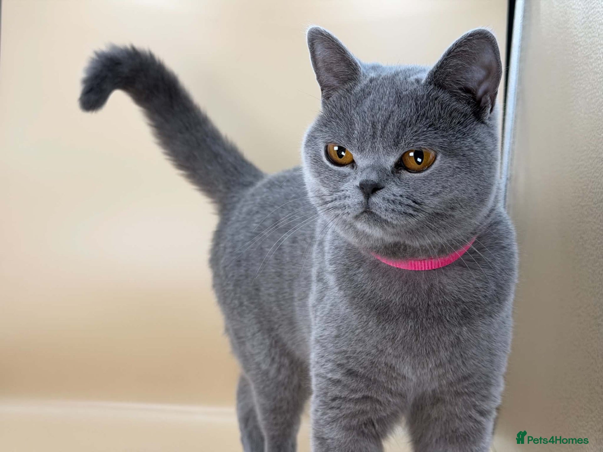 British Shorthair cats Beautiful British blue - Advert 1
