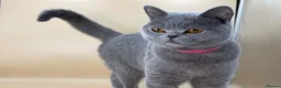 British Shorthair cats for sale: Beautiful British blue - Advert 3
