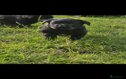 Labrador Retriever dogs for sale: Labrador puppies- ready for a new home  in Preston - Image 9