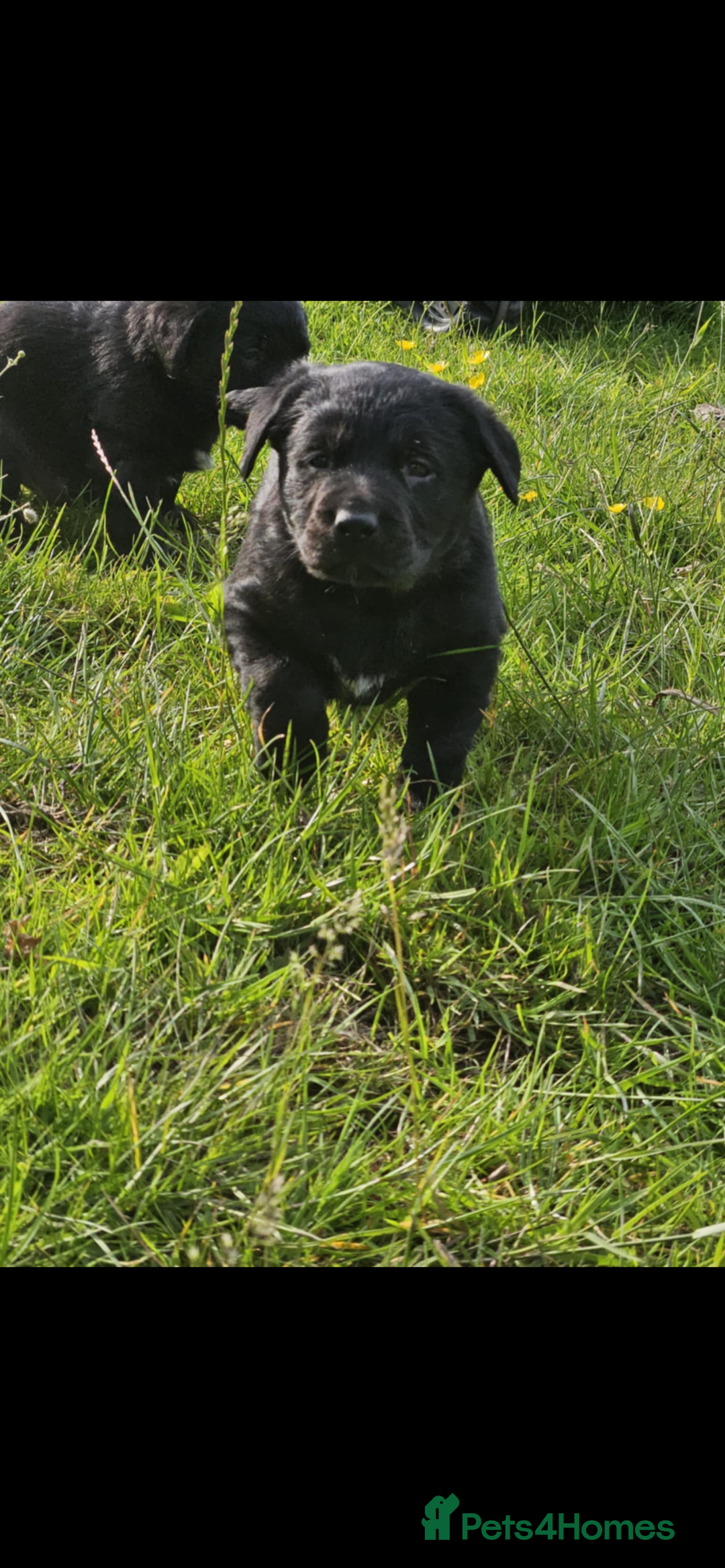Labrador Retriever dogs for sale: Labrador puppies- ready for a new home  in Preston - Image 9