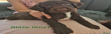 Sprocker 4 Blaze