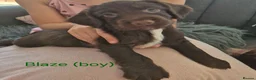 Sprocker dogs for sale: Working Sprocker Chocolate Puppies for sale - Advert 5