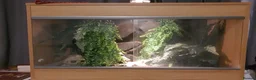 Leopard Gecko reptiles for sale: Leopard gecko for sale in Edgware - Advert 8