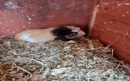 Guinea Pig rodents for sale: Swiss baby guinea-pigs  - Image 9