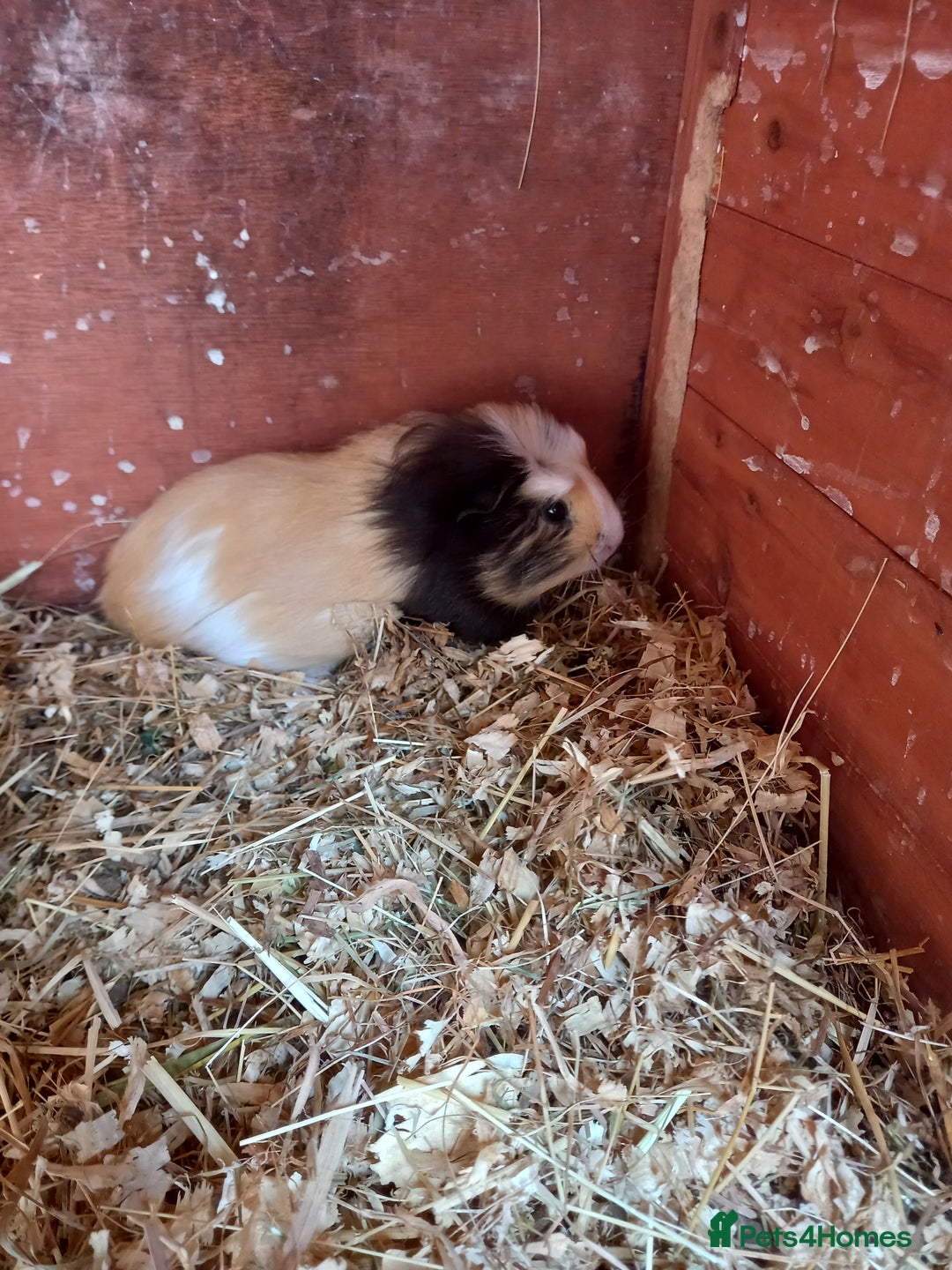 Guinea Pig rodents for sale: Swiss baby guinea-pigs  - Image 9