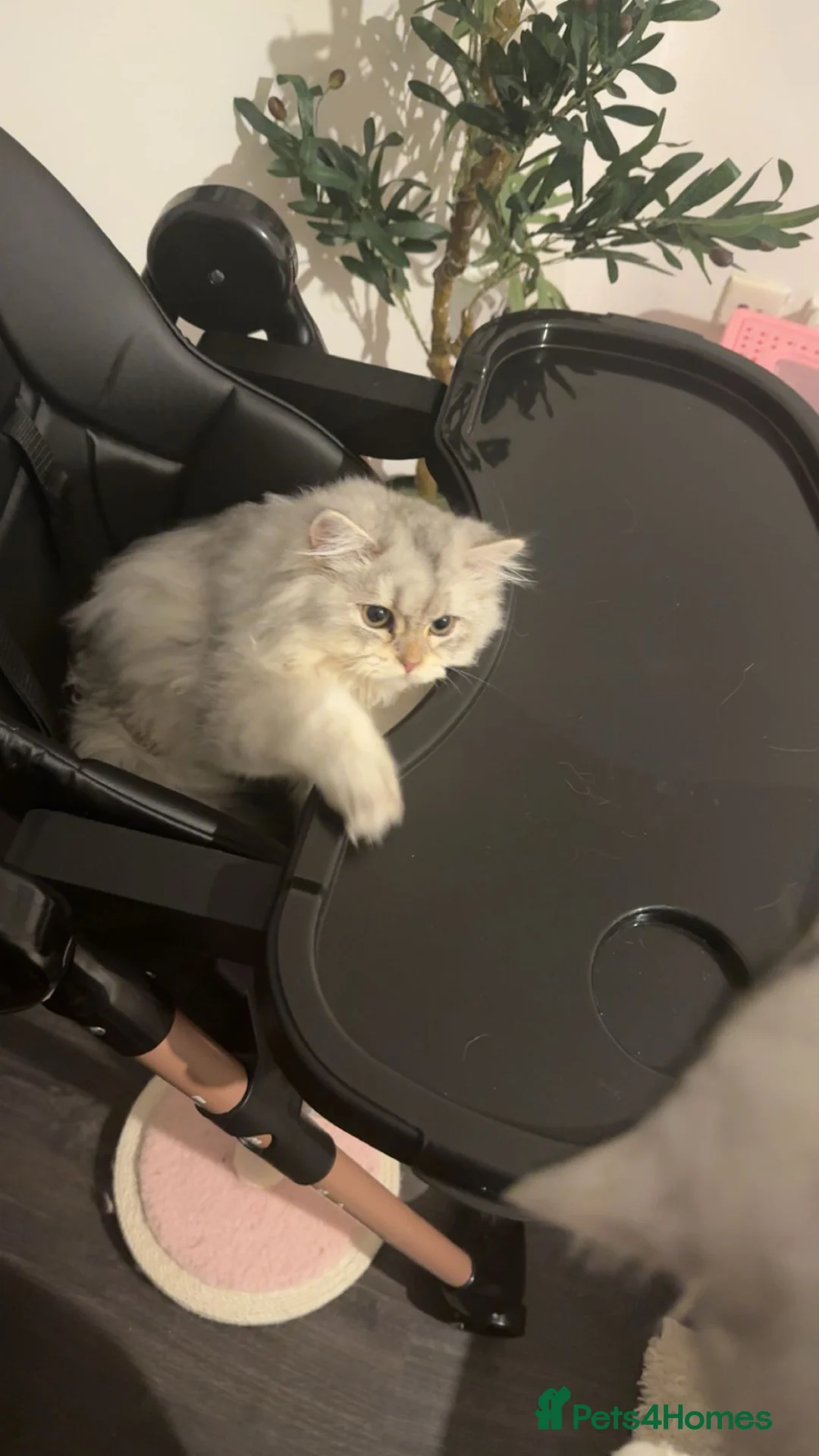 British Longhair cats for sale: 2 sisters cats  - Advert 2