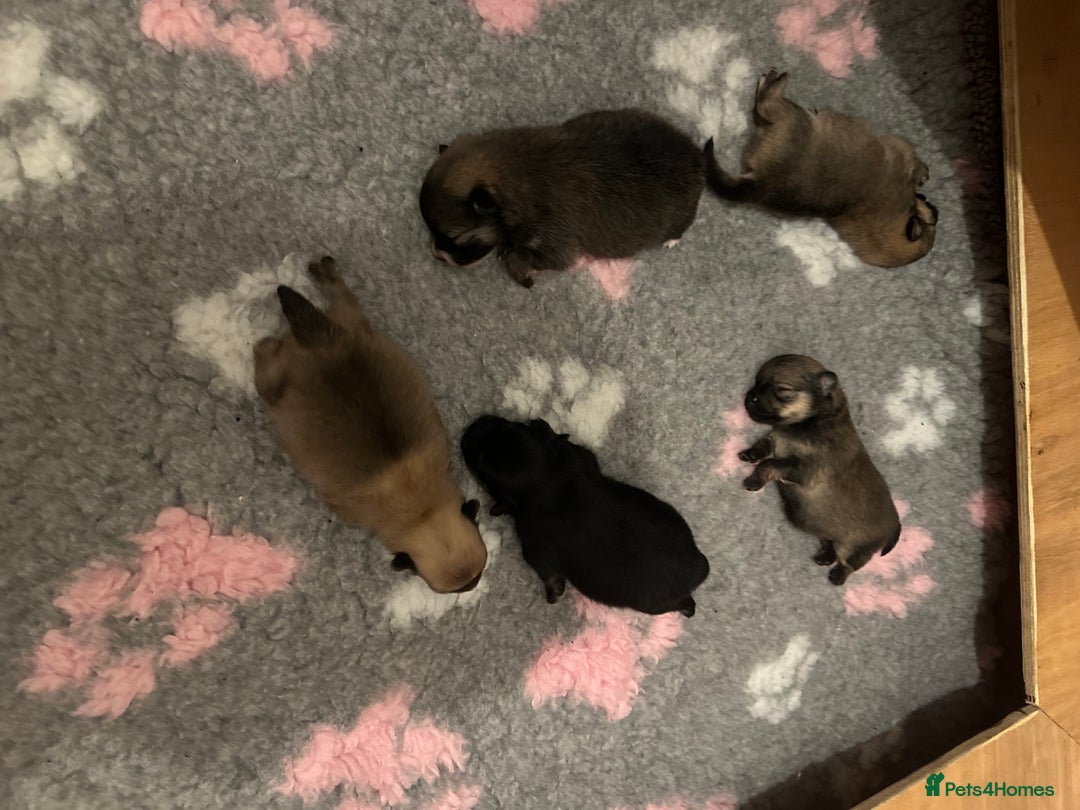 Pomeranian dogs for sale: Pomeranian puppy’s for sale - Advert 4