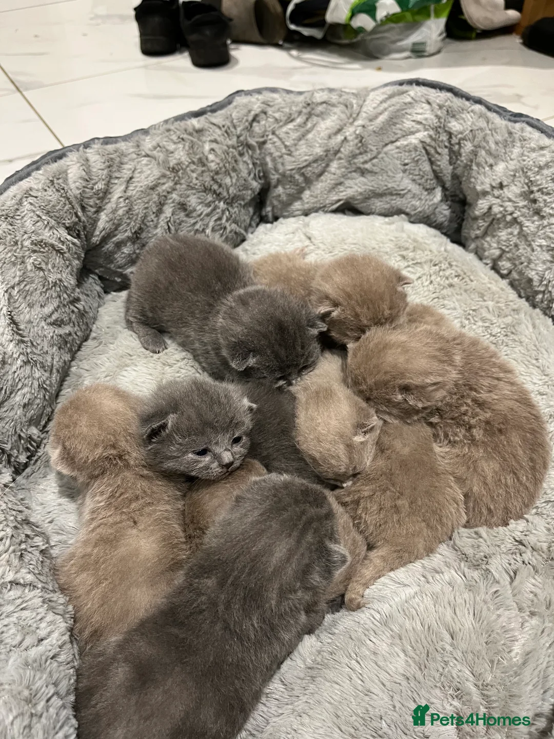 British Shorthair cats for sale: British Shorthair kittens 🐈‍⬛ - Advert 4