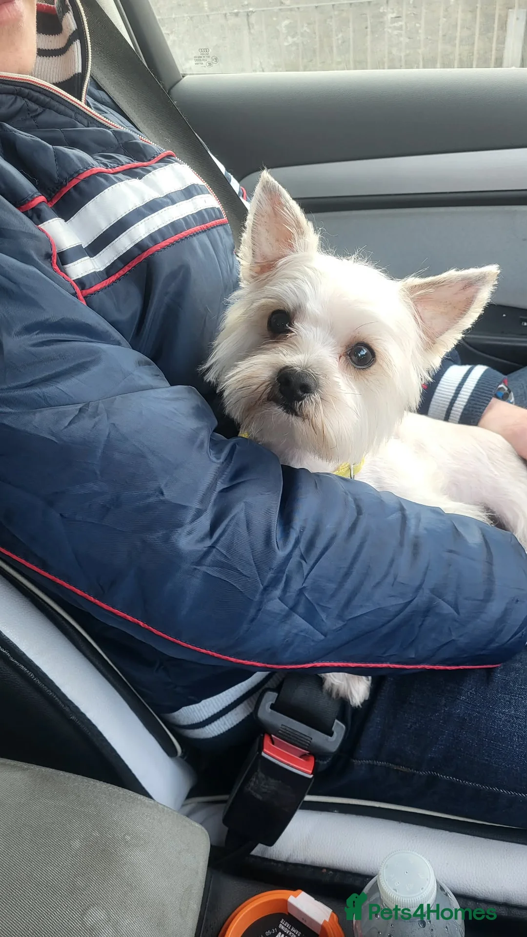 Morkie dogs for stud: Stud boy  in Aberdeen - Advert 2