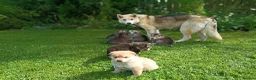 Northern Inuit dogs for sale: Northern Inuit puppies  in Inverness - Advert 12