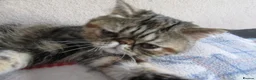 Exotic cats for sale:  Beautiful Exotic female kittens Ready now - Advert 24