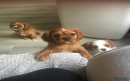 Cavalier King Charles Spaniel dogs for sale: Puppies for sale  - Image 5