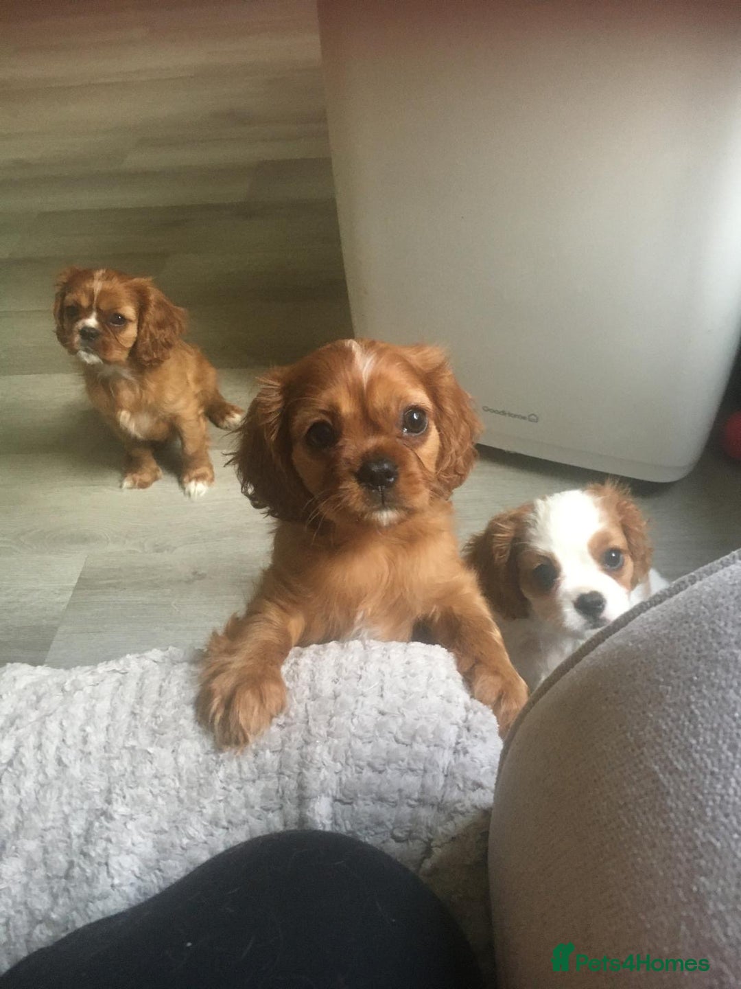 Cavalier King Charles Spaniel dogs for sale: Puppies for sale  - Image 5
