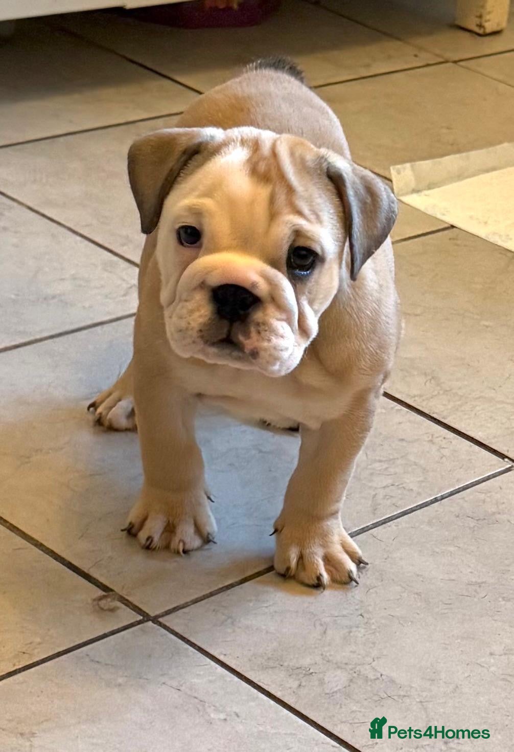 English Bulldog dogs English bulldog puppies  - Advert 18