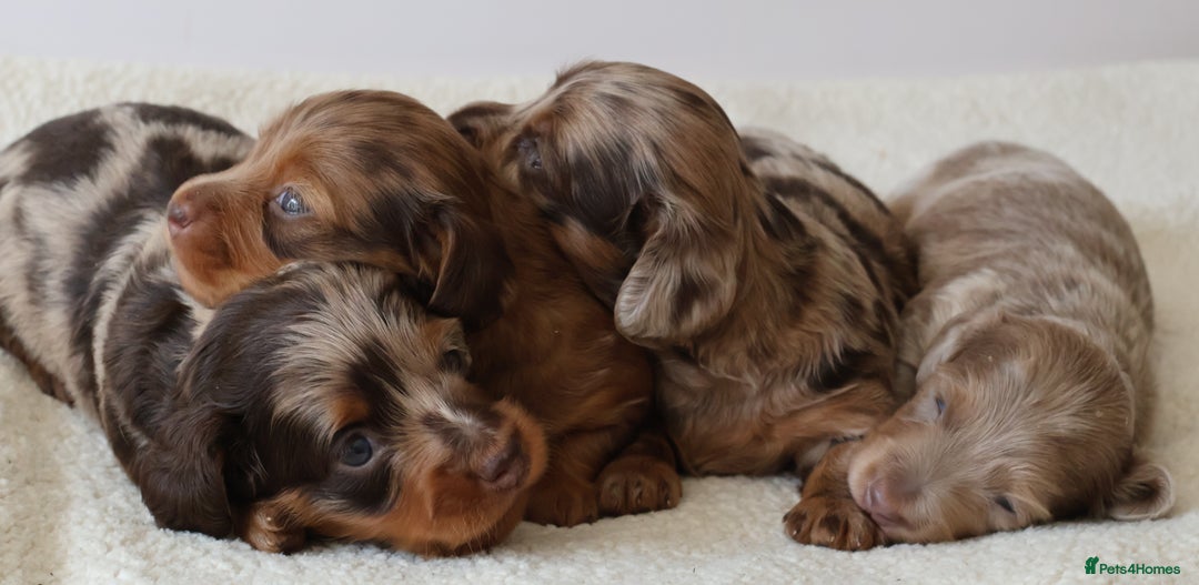 Miniature Dachshund dogs for sale: 5StarsLicensed+LongHaired+KC+PRAClear+VetChecked - Image 14