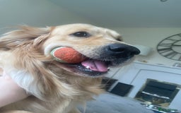 Golden Retriever dogs for stud: Proven Gorgeous Stud Dog - Image 2