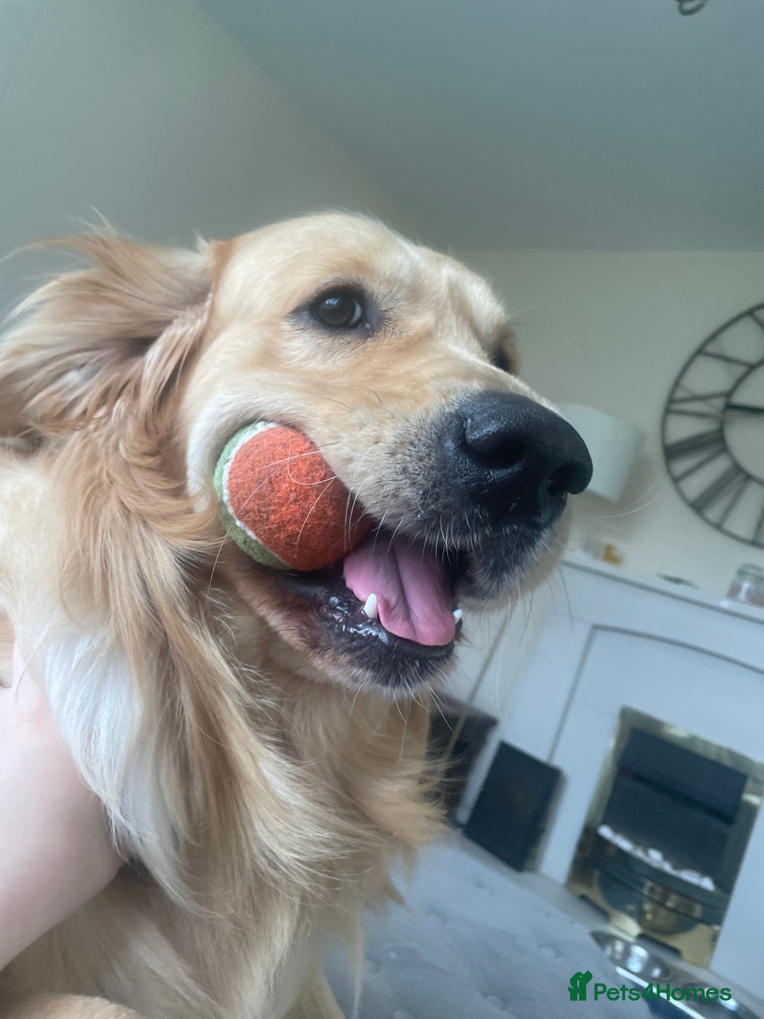 Golden Retriever dogs for stud: Proven Gorgeous Stud Dog - Image 2