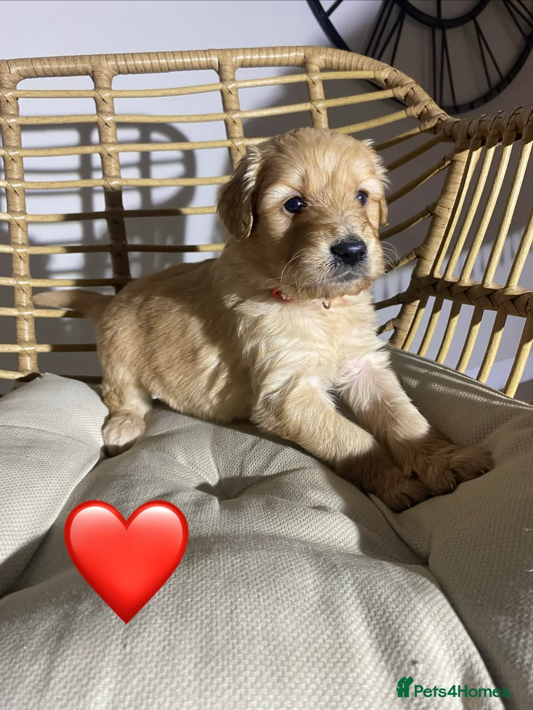 Goldendoodle dogs for sale: F1 Goldendoodles 🖤💛 - Advert 20
