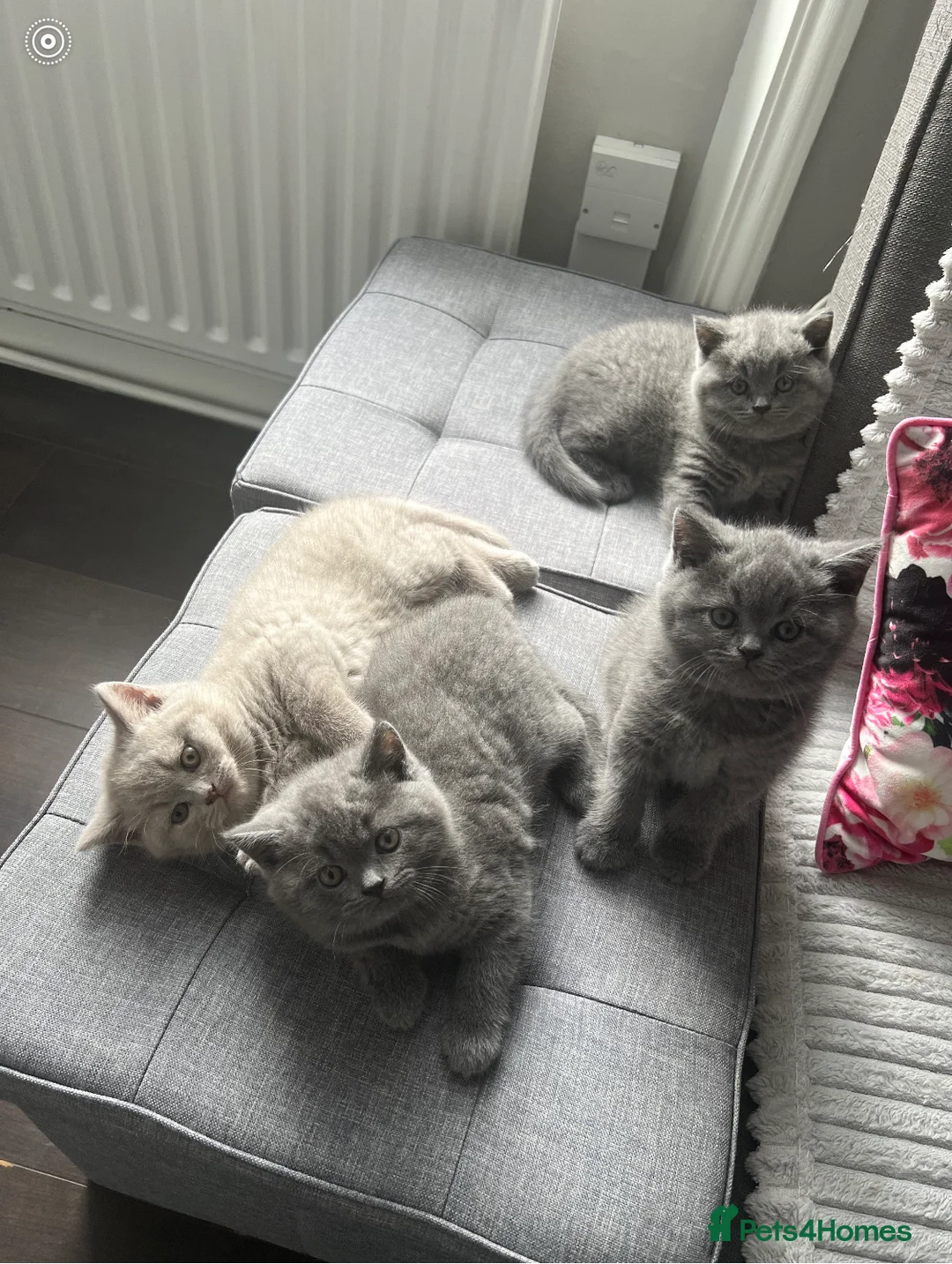 British Shorthair cats for stud: Blue colour BSH Champion Line GCCF stud  in London - Advert 21